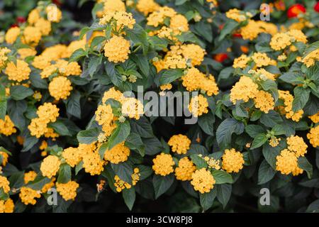 Scène de jardin luxuriant avec des grappes de fleurs jaune vif entourées de feuilles vertes un jour de printemps ensoleillé. Banque D'Images