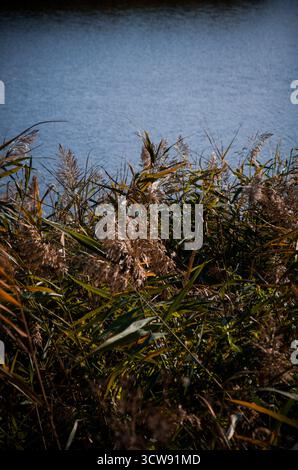 Vue Moody de grands roseaux communs Phragmites bordant la surface texturée de l'eau bleue. Banque D'Images