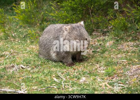 Wombat australien émergeant à la lumière du jour, une observation rare de ce marsupial nocturne capturé dans un environnement naturel et une lumière ambiante douce Banque D'Images