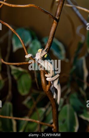 Vert exotique caméléon grimpant sur une brindille dans la configuration de la jungle Banque D'Images