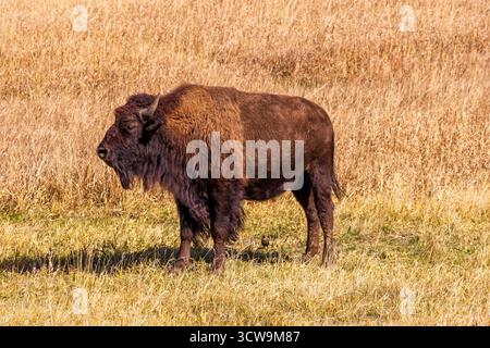 Un seul bison ou buffle debout à l'extérieur dans une prairie d'automne dans l'ouest des États-Unis. Le pelage brun et déchiqueté du bison se fond dans l'herbe Banque D'Images