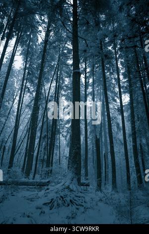 La neige recouvre le sol dans une forêt sereine où de grands arbres s'élèvent dans le ciel froid. Des flocons de neige doux tombent, ajoutant à l'atmosphère tranquille et hivernale de Banque D'Images