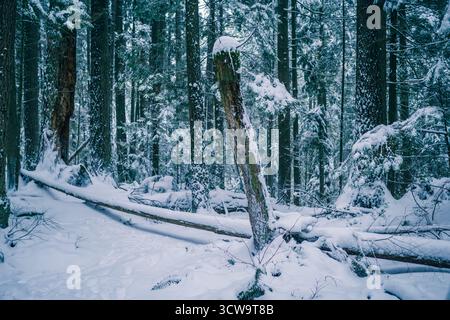 La neige couvre le sol et les branches d'arbres dans une forêt d'hiver sereine. Un arbre tombé se trouve à côté du chemin, entouré de haut, enneigé t persistant Banque D'Images