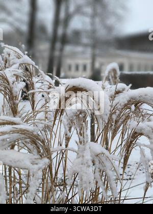Gros plan d'herbe sèche d'hiver, courbée et partiellement recouverte de neige fraîchement tombée. Le contraste entre les tiges brun doré et la neige blanche cr Banque D'Images