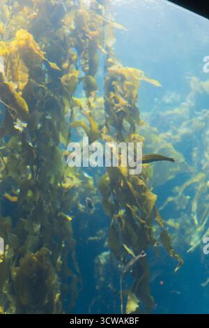 La lumière du soleil traverse de hautes forêts de varech à l'aquarium de Monterey Bay, illuminant les poissons qui dérivent à travers les frondes dorées. Banque D'Images