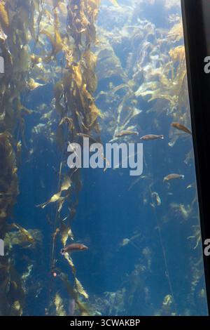 La lumière du soleil traverse de hautes forêts de varech à l'aquarium de Monterey Bay, illuminant les poissons qui dérivent à travers les frondes dorées. Banque D'Images