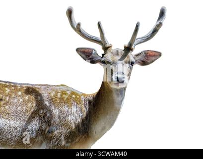 Cerf en jachère (Dama dama) isolé sur blanc Banque D'Images