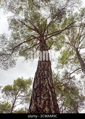 Vue en angle bas d'un grand pin contre le ciel nuageux Banque D'Images