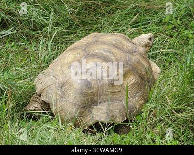 Tortue africaine dans l'herbe. Geochelone sulcata Banque D'Images