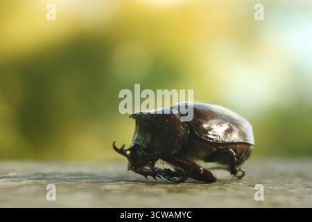 Gros plan du coléoptère du rhinocéros Pachycera mort (Xylotrupes pachycera) sur un plancher en bois en orientation horizontale Banque D'Images