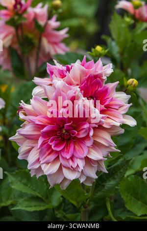 Dahilia Pinnata Banque D'Images