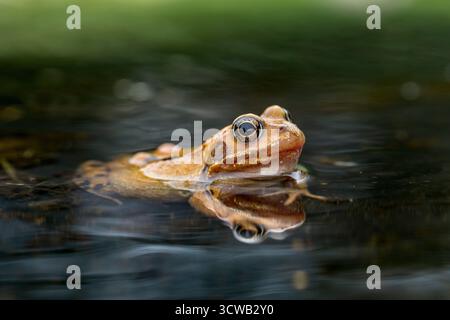 Grenouille commune ; Rana temporaria ; femelle dans l'eau ; Royaume-Uni Banque D'Images