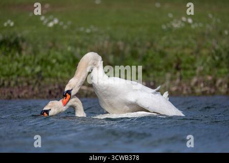 Cygne muet ; Cygnus olor ; accouplement par paire ; Royaume-Uni Banque D'Images