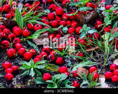 Les fruits de l'aubépine et les baies se dispersent à travers le sol de la forêt sombre, se mêlant à l'herbe verte et aux feuilles mortes, mettant en valeur un riche setti naturel Banque D'Images