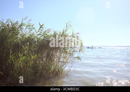 Plage de rochers avec des roseaux au bord du lac et des bateaux flottant au loin par une journée ensoleillée Banque D'Images