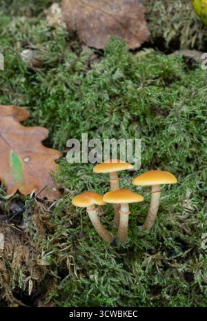 Cloche funéraire : Galerina marginata. Cornwall, Royaume-Uni. Toxique. Banque D'Images