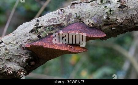 Blushing Bracket Fungus - Daedaleopsis confragosa Banque D'Images