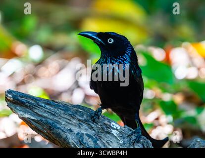 Un Drongo à crête poilue (Dicrurus hottentottus) qui se nourrit en forêt. Bali, Indonésie, Asie. Banque D'Images
