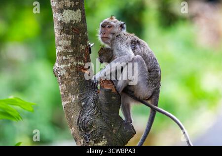 Macaque femelle à longue queue (Macaca fascicularis) portant un bébé sur un arbre. Java, Indonésie, Asie. Banque D'Images