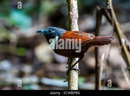 Un Babbler à bibbed blanc (Stachyris thoracica) perché sur une branche dans la forêt. Java, Indonésie, Asie. Banque D'Images