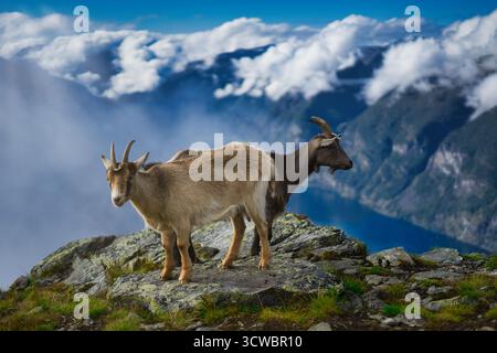 Deux chèvres se tiennent paisiblement sur une colline herbeuse surplombant le fjord de Ålesund en Norvège. Banque D'Images