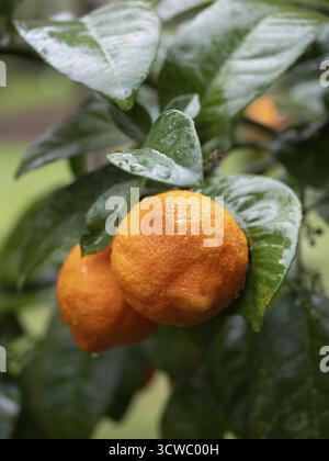 Deux oranges mûres recouvertes de gouttes de pluie suspendues à une branche d'arbre, prêtes à être récoltées Banque D'Images