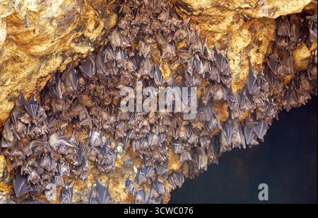 Rousette de Geoffroy (Rousettus amplexicaudatus) suspendue dans une grotte en Indonésie Banque D'Images