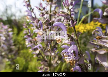 Sauge argileuse (Salvia sclarea), également connue sous le nom de sauge de muscade, Rhénanie du Nord-Westphalie, Allemagne, Weilerswist Banque D'Images