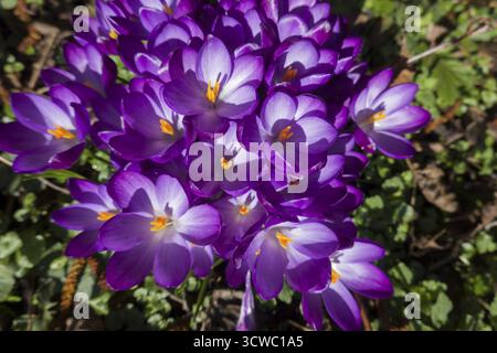 Crocus spez. - floraison Banque D'Images