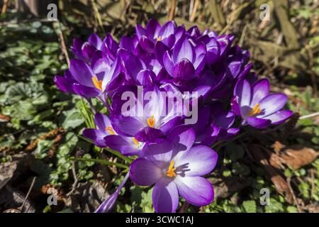 Crocus spez. - floraison Banque D'Images