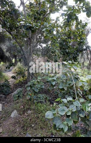 Talipariti elatum (syn. Hibicus elatus), Grande Canarie, San Agustin Banque D'Images
