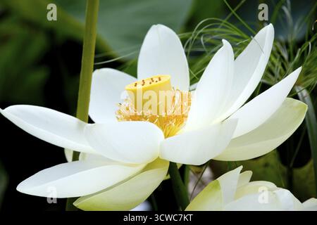 Nelumbo lutea (Nelumbo lutea) dans le jardin botanique Banque D'Images