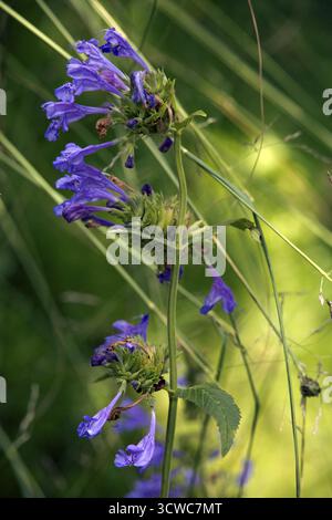 Catmint Nepeta sibirica (syn. Dracocephalum sibiricum) dans le jardin botanique, Bonn, Rhénanie du Nord-Westphalie, Allemagne Banque D'Images