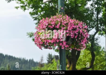 Des fleurs roses fleurissent sur un panier suspendu attaché à un lampadaire, avec des arbres verts luxuriants et un ciel nuageux en arrière-plan. Des fleurs rose vif sont vues ha Banque D'Images