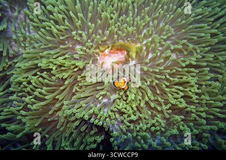 Faux clown - Anemonefish (Amphiprion ocellaris) sur une magnifique anémone ou anémone de Maurice (Heteractis magnifica), Pintuyan, île de Panaon, Southe Banque D'Images