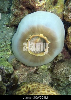 Disque anémone Grande oreille d'éléphant - Amplexidiscus fenestrafer, Pintuyan, île de Panaon, Leyte méridionale, Philippines Banque D'Images