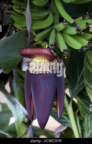Banane (Musa paradisiaca var. Sapientum), inflorescence, Puerto de Mogan, Îles Canaries, Grande Canarie, Espagne Banque D'Images