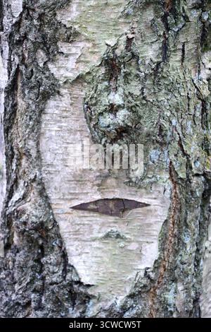 L'écorce bizarre d'un bouleau dans le parc naturel de Kottenfort-ville rappelle un visage, Rhénanie du Nord-Westphalie, Allemagne, Bruehl Banque D'Images