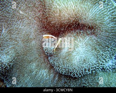 Poisson clown indien à dos blanc (Amphiprion akallopisos) sur une magnifique anémone, anémone de Maurice (Heteractis magnifica), Pintuyan, île de Panaon, Sud Banque D'Images