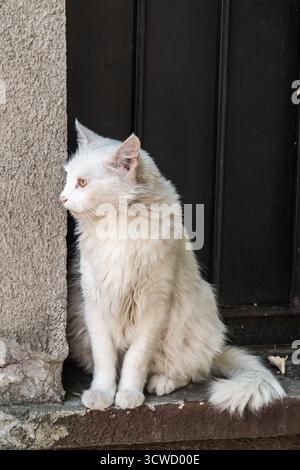 Chat domestique moelleux à poil long assis sur un rebord de fenêtre en béton contre une porte en métal foncé Banque D'Images