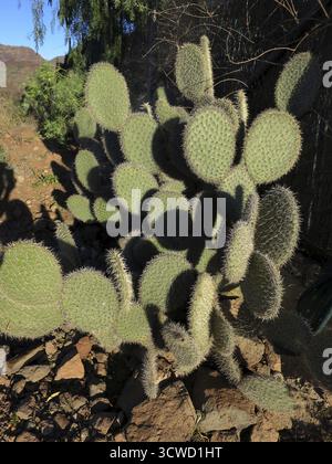 Cactus de barbarie, Opuntia (Opuntia spez.), randonnée dans le parc naturel Pilancones près d'Ayagaures, San Bartolome de Tirajana, Gran Canaria, Canar Banque D'Images