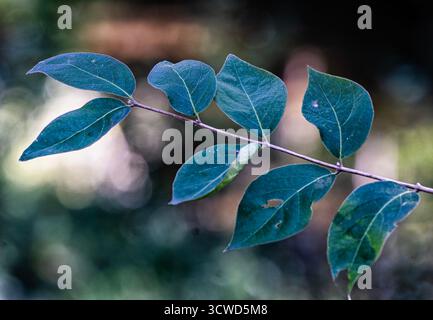 Feuilles d'arbre capturées dans un puits de lumière du soir Banque D'Images