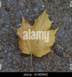 Une seule feuille d'érable jaune avec des veines proéminentes repose sur une surface grise texturée, peut-être un trottoir ou du gravier. Banque D'Images
