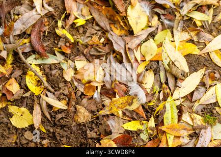 Vue rapprochée de dessus de feuilles tombées et de plumes dispersées sur un sol sombre, mettant en valeur les couleurs et les textures de l'automne. Banque D'Images
