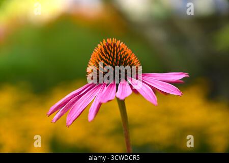 Fleur d'été rose vif et orange de coneflower pourpre Echinacea purpurea 'Rubinstern' UK jardin septembre Banque D'Images