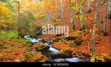 Forêt d'automne avec un ruisseau de montagne et des feuilles tombées sur le sol. Les arbres, avec leur feuillage orange doré, bordent les berges. Roches recouvertes de mousse. Banque D'Images