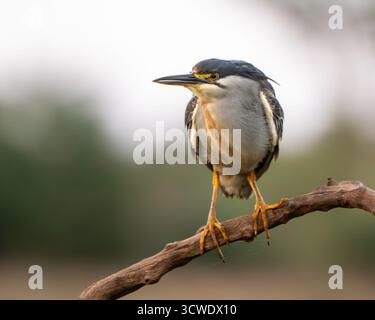 Le héron strié (Butorides striata) également connu sous le nom de héron de mangrove ou petit héron vert Banque D'Images