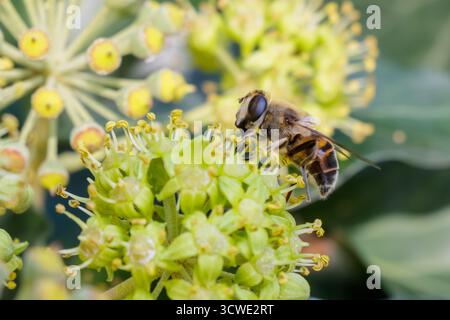 Photo macro d'une abeille collectant du nectar de délicates fleurs de lierre jaune-vert. L'image met en évidence les détails complexes de l'insecte et le t fin Banque D'Images