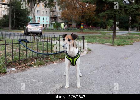 Petit chien portant un harnais debout sur une laisse dans un parc urbain, représentant la propriété d'un animal de compagnie, les promenades quotidiennes et le mode de vie en ville. Idéal pour le soin des animaux de compagnie suite Banque D'Images