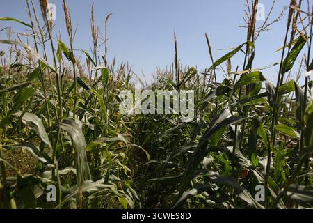 Nœud et pompon vu sur les plantes, Zea Mays, maïs indien ou maïs, plante céréalière comestible de la famille des graminées ou Poaceae, champ de maïs, Jéricho, Cisjordanie. Banque D'Images